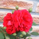 여진불교미술관 이미지