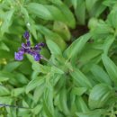 블루세이지 이미지