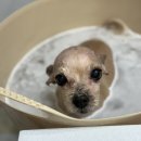 또왕또왕 Dog Salon 이미지