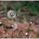 민들레홀씨 이미지