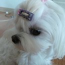 안나 제니 펫샵 이미지