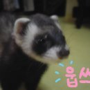 페릿 이미지