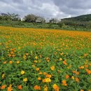 양산 황산공원 황화코스모스와 댑사리 이미지