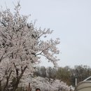 꽃비 Daum카페