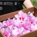 무궁