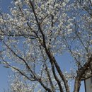 씨유 진해벚꽃점 | 봄이댜아아아🌸