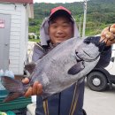 추자대물민박 이미지