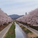 직장인 일상 (양재천 벚꽃, 공차.투썸.이디야 시즌음료, 디저트)