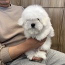 프리미엄캔넬 이미지