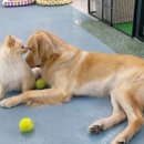 애견훈련소 보담 | #부산 #금정구 #애견훈련소 #보담 #애견유치원 #강아지 #반려동물