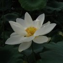 푼다리카 이미지