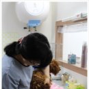 박촌강아지 이미지