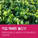 돌산농장 이미지