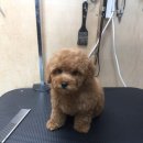 황금애견샵