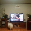 일우농장 Daum카페