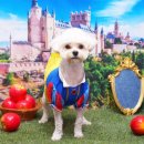 강아지풍경 이미지