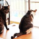 낭만고양이 - 화성시 동탄반송길 13 | 낭만고양이