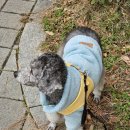 설이네 펫살롱 이미지