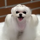 그루밍독 연구소 이미지