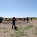 몽골 미니사막에서 낙타타기와 모래썰매 타기 체험(2023.06.29) 이미지