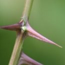 가시 살이 이미지