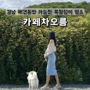 무병짱수 | 경남 애견동반 가능한 목향장미 명소 카페차오름
