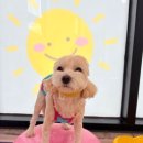 놀러오개 애견유치원 애견호텔 수원세류점 이미지