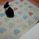 금비약국 이미지