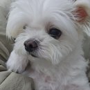 도리앤펫 이미지