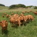 강원특별자치도축산기술연구소 | 강원특별자치도 축산기술연구소,우량 암소 보급을 통해 농가 자립기반 확대!