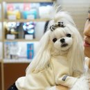 리얼허브애견카페 이미지