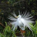 Great Egret 이미지