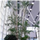 야자수정원 이미지