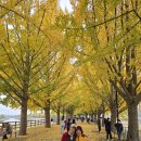 곡교천 은행나무길 이미지