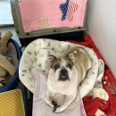 하도꿀잠 | 고양이 침대, 고양이 해먹, 위드미어캣 너나들이 시리즈 고양이 해먹(+꿀잠커튼) 내돈내산 솔직후기