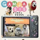 뚱독스 수제간식 | 광주24시애견카페 버블독스 광주쌍암첨단점 | 강아지 두쫀쿠 파는곳