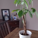 자주고름 이미지