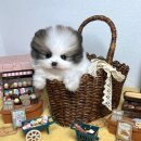 퓨어펫 강아지분양 고양이분양 울산점 | 퓨어펫 울산점에서 시작된 반려생활, 솔직한 후기