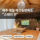 애월 현스테이 | 제주 애월 소길리 애견동반 독채 풀빌라 펜션 숙소 스테이현 후기 추천 자쿠지 야외수영장 바베큐존까지...