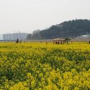 양산천변 이미지