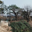 금선농장 네이버블로그
