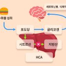 다이어트 뷰