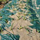 훈 농장 이미지