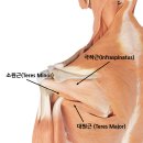 어깨통증이 반복된다면? 극하근·소원근·대원근 3대 Trigger Point 풀기 이미지