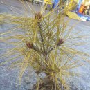 황금슈퍼 이미지