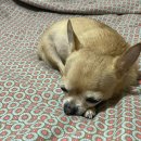 김천연합동물병원 이미지