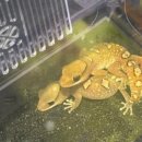 아이고운몰