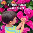 (주)푸드웨일 | 2026 울산 장생포 수국축제 개화시기 주차장 입장료