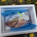 명가반찬 | [맛집후기]전라도 김치의 명가 철구네 반찬 겉절이