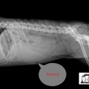 정이동물병원 이미지